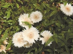 有毒！野蘑菇千万别乱吃 ()