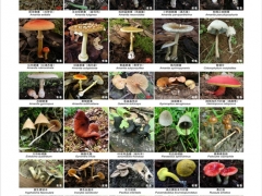 又是一年食菌季 云南省疾控中心专家提醒谨防野生菌中毒 ()
