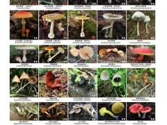 吃菌要小心！云南卫健委发布预防野生菌中毒预警公告（附毒蘑菇图片） ()