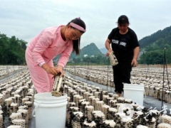 “菇”舞人心，这里的黑木耳开采了 ()