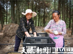 千亩大球盖菇开始种植！紫云千亩林下仿野生菌项目持续推进 ()