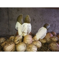 贵阳竹荪工厂化栽培基地Manbetx体育手机版推荐A9版本控温控湿控CO2制冷降湿恒温设备