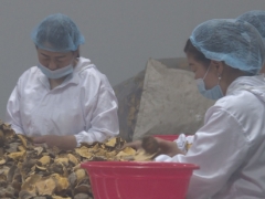 郧西香菇 “香”飘海外 ()