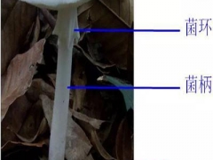 这个季节剧毒鹅膏菌正在疯长！这种特征的蘑菇千万不能采食 ()