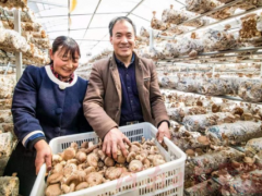 河南村：香菇“高价庄” ()