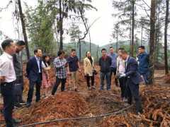 泸州天麻可望纳入国家食药物质管理试点 ()