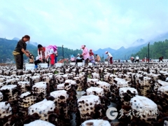 “益”菌突起！官舟黑木耳“甲” ()