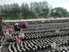 林口县黑木耳喜获丰收 ()