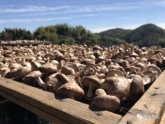 庆元：“香菇金名片”让菇农们生意越来越好做 ()