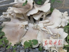 广西一村民家长出巨型野生菌，高约50厘米、直径约1米 ()