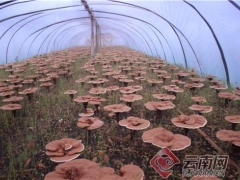 云南凤庆县：深山灵芝种进田 ()