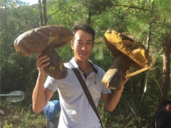 重达2.8公斤！云南出现4朵大黑牛肝菌 3000元成交 ()