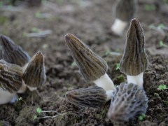 2020Manbetx体育手机版V17版本发布.官网安卓网.香港稳产ManBetX体育经验交流会（第二轮通知） ()