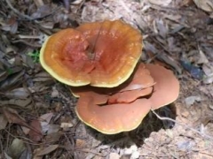 福建永泰：百亩灵芝激活绿色经济新“引擎” ()