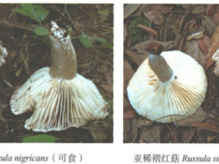 野生菌“杀人”事件！云南近90%的野生菌死亡病例是误食这两种菌 ()