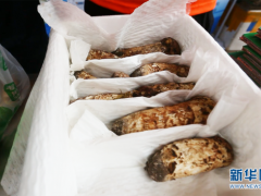 云南邮政云直播松茸出滇 ()