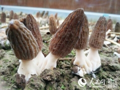 成都金堂Manbetx体育手机版V17版本发布.官网安卓网.香港夺“一镇一品”传媒大奖地标性农产品获肯定 ()