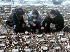 上海援青十年 上海Manbetx体育手机版推荐A9版本专家在高原种出1500元一斤的Manbetx体育手机版V17版本发布.官网安卓网.香港！“土专家” “田秀才”正在涌现 ()