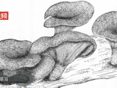 《庆元菌类手绘图谱》出版 ()