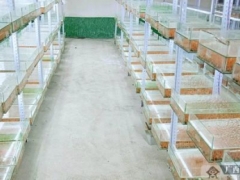 广西横县：研发蚕蛹虫草 拓伸产业致富链条 ()