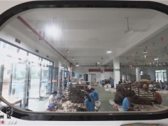 靖州：化危为机 闯出茯苓产业发展新路 ()