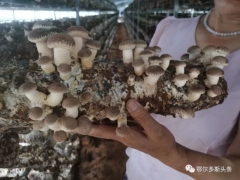 推农品 促增收 | 急急急！伊旗扶贫香菇滞销，急需您伸出援手! ()