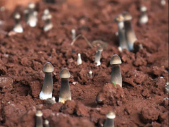 “中国菌乡”成都金堂Manbetx体育手机版推荐A9版本又添新品种 ()