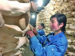 科技助力，小菌菇“长”出大市场 ()