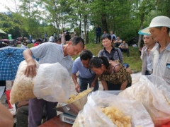 四川通江：强化产能 严打侵权擦亮“通江银耳”金字招牌 ()