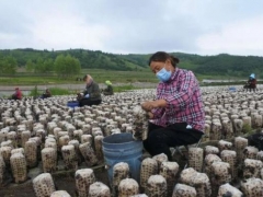 预计产值50亿！上半年牡丹江栽培ManBetX体育21亿袋 ()