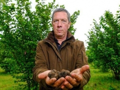 英农场3.7万美元松露因疫情滞销 免费赠送当地居民 ()