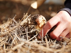 甘孜稻城：松茸飘香川西高原 ()