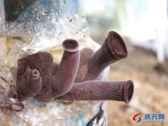 庆元县ManBetX体育科研中心成功驯化栽培出绒柄香菇 ()