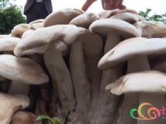 腾冲现超大树窝状野生菌 共有大小不一的菌伞200多朵  专家：不建议食用 ()