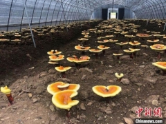 ManBetX体育变“小康菌”：四川广元白朝乡的“科技致富经” ()