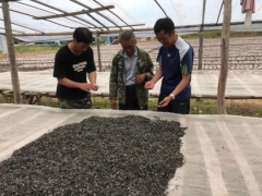 牡丹江绥阳： 卖好“第一秤” 争取黑木耳利润最大化 ()