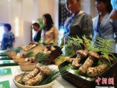 助力出口转内销 2020云南首届松茸交易会将于8月1日启幕 ()