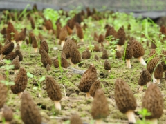 通知|优惠期即将截止 第五届全国ManBetX体育Manbetx体育手机版推荐A9版本高级研修班将于8月17日开班 ()