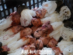 贵州剑河：红托竹荪“破壳”丰收 珍稀ManBetX体育推动就业增收 ()