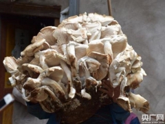 云南玉溪：村民拾到156公斤巨型野生菌 专家说“别急吃！” ()