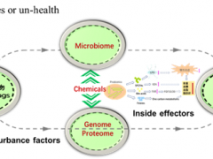 当灵芝遇上肠道菌群：科学家发现灵芝活性衍生物抗脂肪肝新机制 ()
