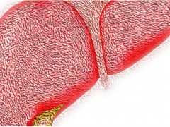 中科院刘宏伟、刘双江团队最新研究成果：灵芝衍生物或有望帮助治疗非酒精性脂肪肝！ ()
