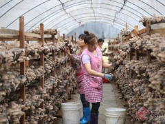 云南宁洱：“小香菇”长成大产业 ()