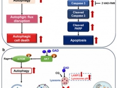 合肥研究院在灵芝抗癌药理研究方面取得进展 ()