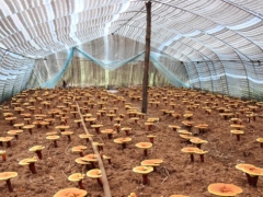 汝阳县武沟村：灵芝种植成脱贫“灵药” ()