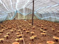 灵芝“走出”山林 成为脱贫“灵药” ()