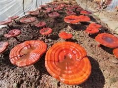 绵阳梓潼：千亩灵芝进军国际市场 ()