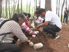 安龙普坪：种好“赤松茸” 长出“致富果” ()