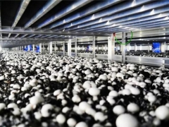 贵州岑巩：西部最大的双孢菇智能菇房迎来首次采摘季 ()