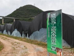 “小香菇”走出国门 助力农民“小康路” ()